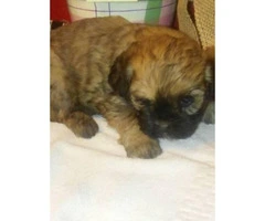 Shih-Pooh puppies 3 Girls and 2 boys with first set of shots and dewormed - 3