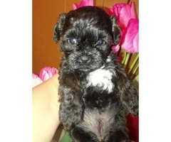 Shih-Pooh puppies 3 Girls and 2 boys with first set of shots and dewormed - 4