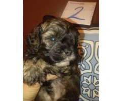 Shih-Pooh puppies 3 Girls and 2 boys with first set of shots and dewormed - 11