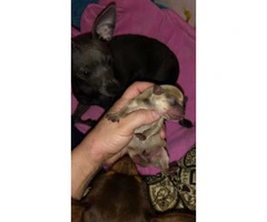 Chihuahua Puppies with first shots and a health certificate from a vet - 4