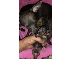 Chihuahua Puppies with first shots and a health certificate from a vet - 6