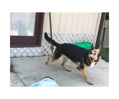 Almost 2 years old Male German Shepard Dog for sale