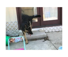 Almost 2 years old Male German Shepard Dog for sale - 2