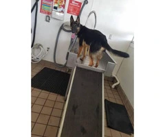 Almost 2 years old Male German Shepard Dog for sale - 4