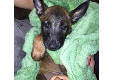 Belgian Malinois Puppy for sale $1000