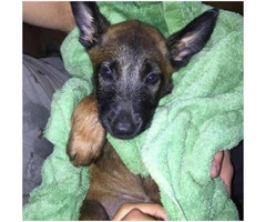 Belgian Malinois Puppy for sale $1000