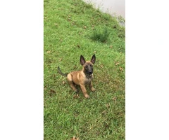 Belgian Malinois Puppy for sale $1000 - 2