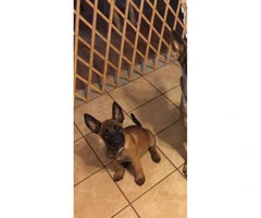Belgian Malinois Puppy for sale $1000 - 4