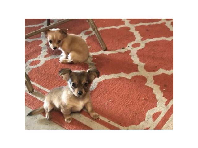 2 adorable & playful adorable Chihuahua puppies ready for