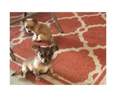 2 adorable & playful adorable Chihuahua puppies ready for their new homes