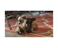 2 adorable & playful adorable Chihuahua puppies ready for their new homes - 2