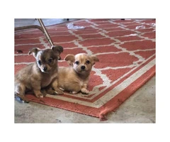 2 adorable & playful adorable Chihuahua puppies ready for their new homes - 3