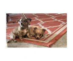 2 adorable & playful adorable Chihuahua puppies ready for their new homes - 4