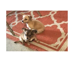 2 adorable & playful adorable Chihuahua puppies ready for their new homes - 5