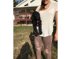 Beautiful standard poodle puppy 8 1/2 weeks old - 2