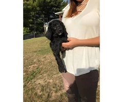 Beautiful standard poodle puppy 8 1/2 weeks old - 3