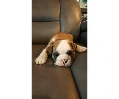 Male English bulldog puppies $2500 Pure bred with AKC papers - 2