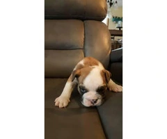 Male English bulldog puppies $2500 Pure bred with AKC papers - 3
