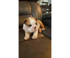 Male English bulldog puppies $2500 Pure bred with AKC papers - 5