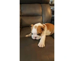 Male English bulldog puppies $2500 Pure bred with AKC papers - 6