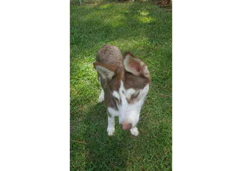 Beautiful 17 weeks old Red Husky Puppy
