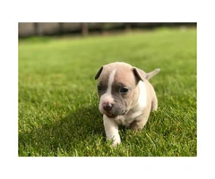 3 females and 1 male pocket bully available registered blood lines - 4