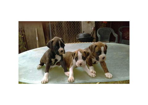 AKC boxer puppies