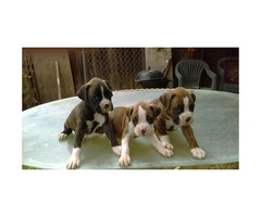 AKC boxer puppies