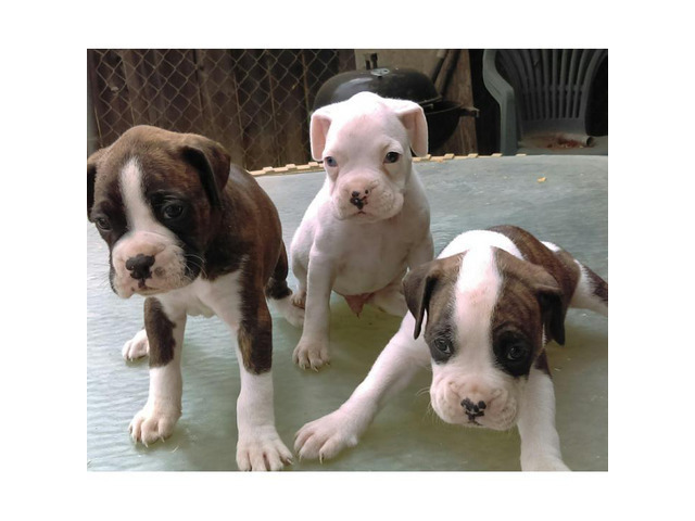 AKC boxer puppies in Riverside, California Puppies for