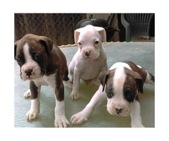 AKC boxer puppies - 2