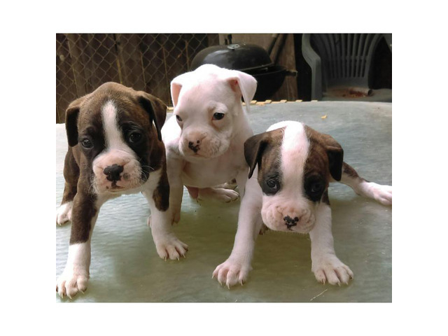 Boxer Puppies Maryland Boxer dog for Adoption in