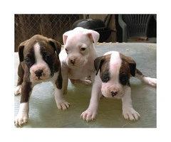 AKC boxer puppies - 3