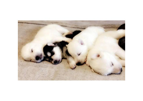Siberian Husky puppies DRA reg