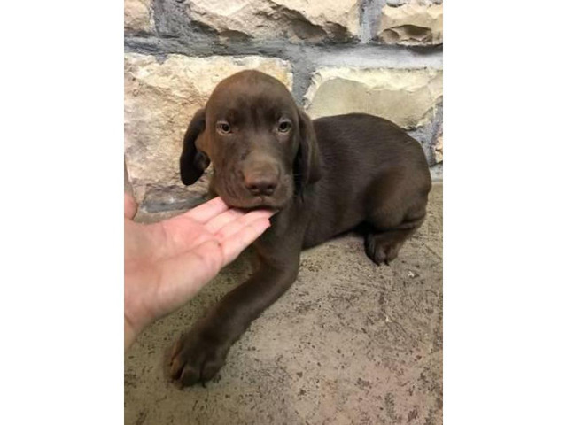Akc chocolate lab male puppy last one left in Columbus ...