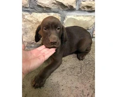 Akc chocolate lab male puppy last one left