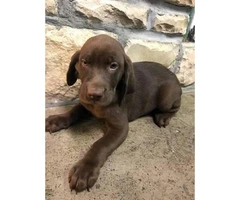 Akc chocolate lab male puppy last one left - 2