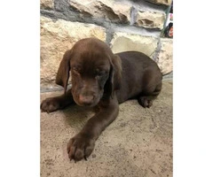 Akc chocolate lab male puppy last one left - 3