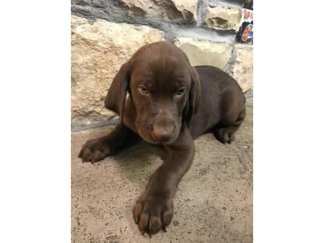 Akc chocolate lab male puppy last one left in Columbus ...