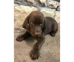 Akc chocolate lab male puppy last one left - 4