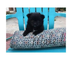 3 beautiful pom puppies looking for new homes - 3