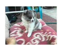 3 beautiful pom puppies looking for new homes - 7