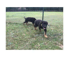 1 male and 1 female German line shepherd puppies $650 - 2