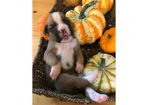 AKC Boxer 7 puppies still available
