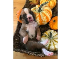 AKC Boxer 7 puppies still available