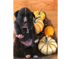 AKC Boxer 7 puppies still available - 2