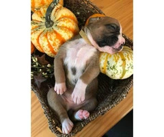 AKC Boxer 7 puppies still available - 3