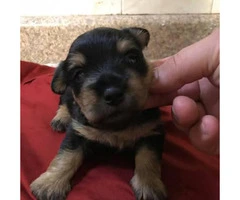 Male and female yorkies available $800 - 4