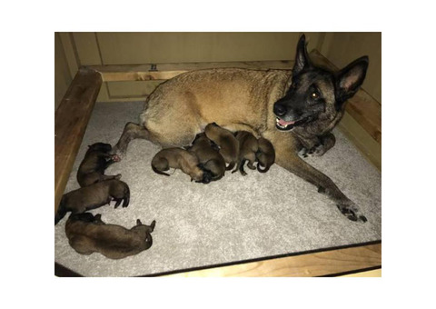 Belgain Malinois puppies Available Pure Breed 100% NKC reg.