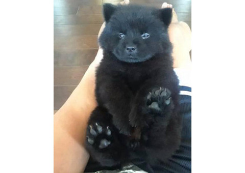 2 Beautiful Black  8 week old Female Chow-Chow Puppies looking for a new home