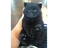 2 Beautiful Black  8 week old Female Chow-Chow Puppies looking for a new home